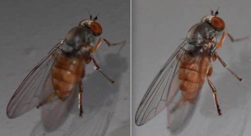 Protoclythia rufa